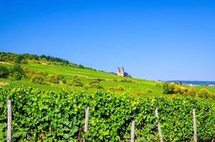 Vineyards green fields landscape with grapevine rows and Eibingen Benedictine Abbey of St. Hildegard on hills photo