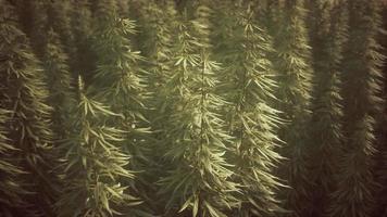 Feld des grünen medialen Cannabis
