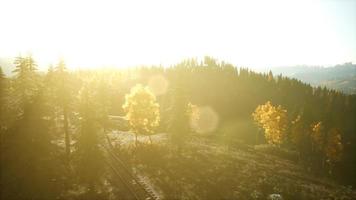 Aerial view of the beautiful autumn forest at sunset with green pine trees video