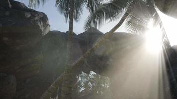 grandi palme in grotta di pietra con raggi di sole video