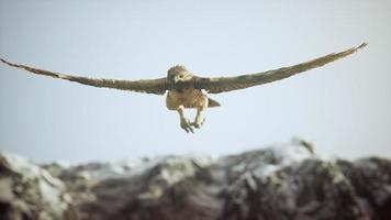 toma de cámara lenta extrema de águila video