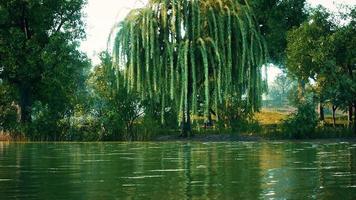 pond of city Central Park in summer day video