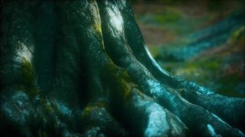 tree with moss on roots in a green forest video