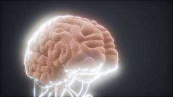 modelo animado del cerebro humano video