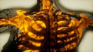 menschliche skelettknochen scannen glühend video