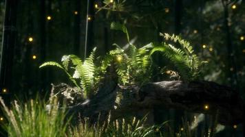 horizontally bending tree trunk with ferns growing, and sunlight shining video