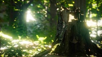 Sunlight rays pour through leaves in a rainforest video