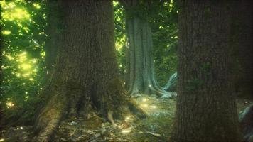 la foresta primordiale con terreno muschioso video