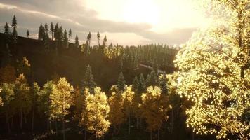 Forest under Sunrise Sunbeams video
