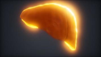 loop 3d rendered medically accurate animation of the human liver