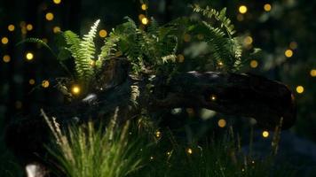 horizontally bending tree trunk with ferns growing, and sunlight shining video