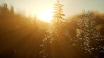 bosque de pinos al amanecer con cálidos rayos de sol video