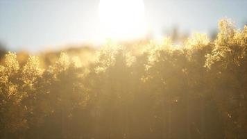 forêt de pins au lever du soleil avec des rayons de soleil chauds video