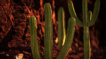 cactus en el desierto de arizona cerca de piedras de roca roja
