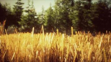 Scene of sunset or sunrise on the field with young rye or wheat in the summer video