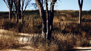 Natural area with a tree grasses and bare sand video