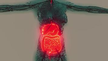 corpo humano transparente com sistema digestivo visível