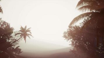 foresta pluviale tropicale di palme nella nebbia video