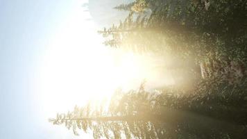 Licht und Nebel des frühen Morgens ziehen durch die Bäume video