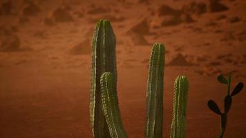 arizona öken solnedgång med jätte saguaro kaktus video