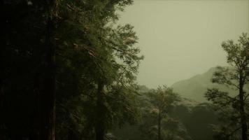 niebla y pinos en la escarpada ladera de la montaña y la tormenta que se avecina video