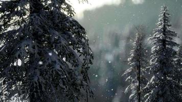 nebbia nebbiosa nella pineta sui pendii delle montagne video