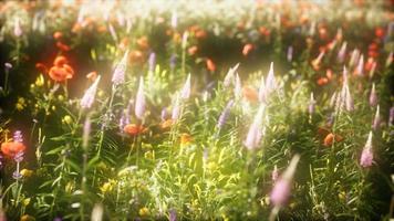 8k wilde Blumen im Feld video