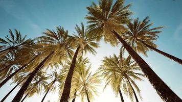 view of the palm trees passing by under blue skies video