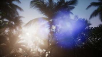 Sunset Beams through Palm Trees video