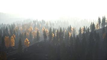 Sunlight in spruce forest in the fog on the background of mountains at sunset video