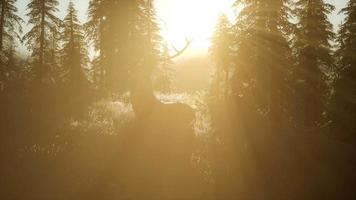 Cerf mâle en forêt au coucher du soleil video