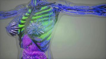 human body model illustration video