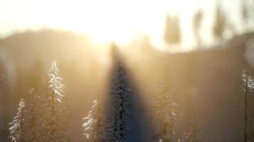 prachtige kerstscène in het bergbos. kleurrijke winterzonsopgang video