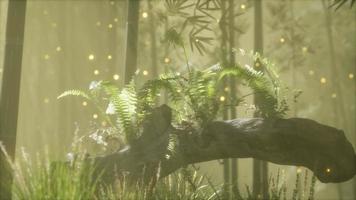 horizontally bending tree trunk with ferns growing, and sunlight shining video