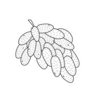 Hand drawn vector illustration of a grapes in doodle style. Cute illustration of a fruit on a white background.