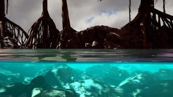 Above and below the sea surface near mangrove trees video