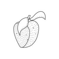 Hand drawn vector illustration of a peach in doodle style. Cute illustration of a fruit on a white background.
