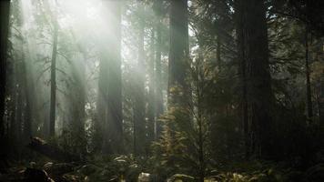 pôr do sol na floresta gigante, parque nacional de sequoia, califórnia video