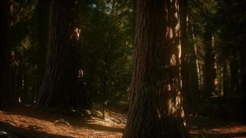 8K Giant Sequoia Trees at summertime in Sequoia National Park video