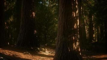 8k árvores de sequoia gigante no verão no parque nacional de sequoia video