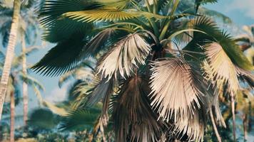 palmeiras tropicais e plantas em dia ensolarado video