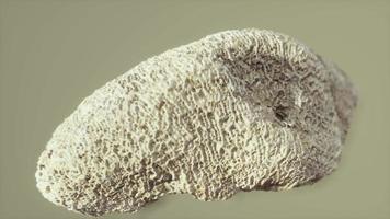 grande closeup fóssil de coral branco video