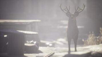 cerfs sauvages dans les rues de la ville abandonnée video