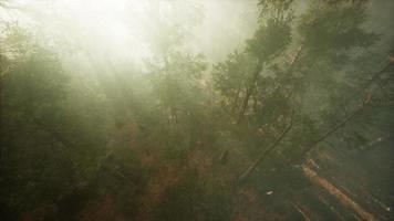 Drone breaking through the fog to show redwood and pine tree video