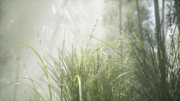Grass flower field with soft sunlight for background. video