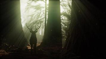 Beautiful deer in the forest with amazing lights at morning video