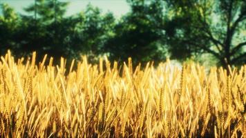 escena de puesta de sol o amanecer en el campo con centeno joven o trigo en verano