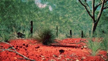 arbusto australiano con árboles en arena roja video