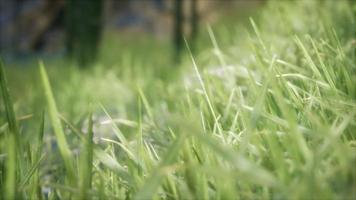 8K Bright spring grass field with sunlight video