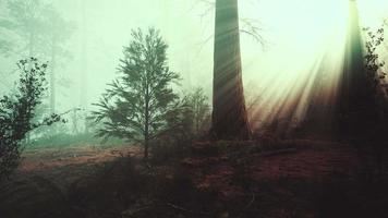 Sun rays deep in the forest in spring video